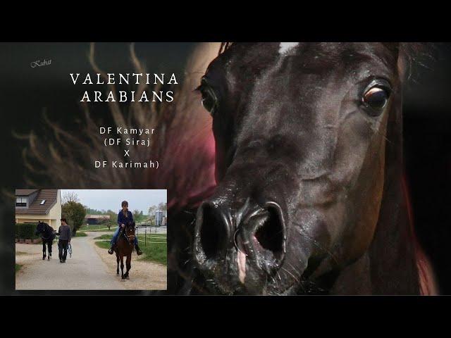 Straight Egyptian Black Stallion DF Kamyar at Walking & arabian Gelding Valentino