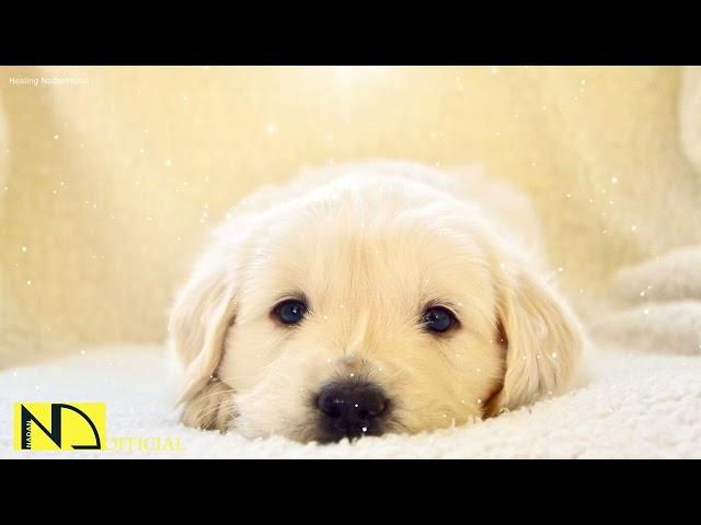 10 Hours Relaxing Sleep Music  Dog Sleep Music  Stress Relief Music, Calming Sleep Music