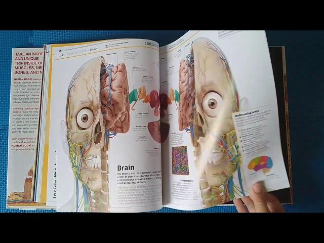 DK Smithsonian Knowledge Encyclopedia Human Body