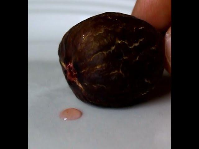 Ripe Marseilles Black VS fig