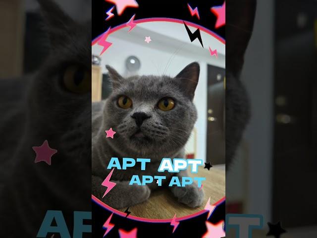 APT 阿猫 #apt #cat