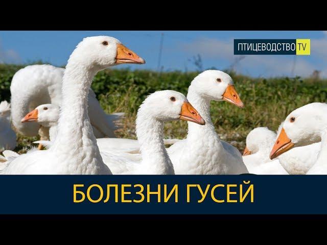 БОЛЕЗНИ ГУСЕЙ и гусят - симптомы и лечение \ Рассказывает ветеринар