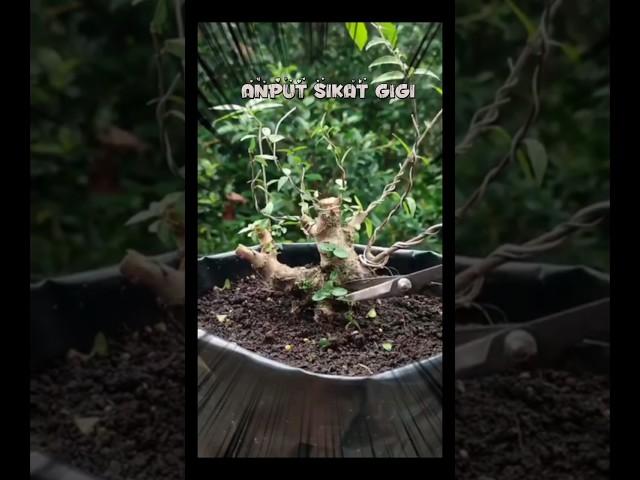 BONSAI ANTING PUTRI |SIKAT GIGI DOLUE |INSPIRASI BONSAI