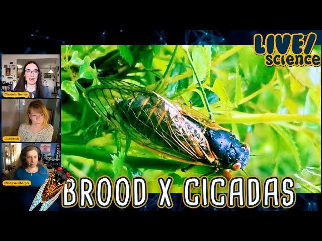 LIVE/science: Cicadas Arrive - Where to find them?