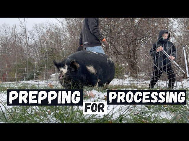 Prepping to take pigs to the Processor