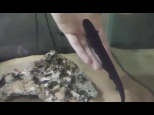 Electric eel 2 month update (Electrophorus electricus)