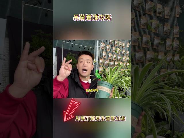 吊兰养护攻略【禅艺绿植工作室】