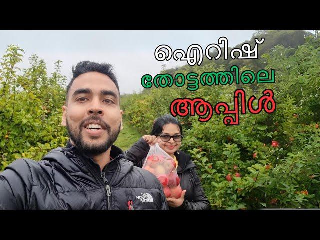 Delightful Apple-Picking Adventure | Ireland Malayalam Travel