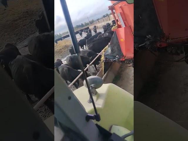 Кормление КРС