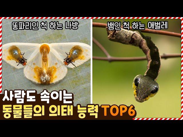 너무 정교해서 사람도 속인다는 동물들의 의태 능력 TOP6