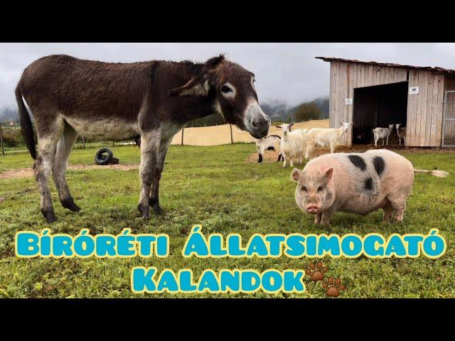 Bíróréti Állatsimogató Kalandok Esztergomban 4K-Animal Adventures #animals #kids #hungary #zoo #4k