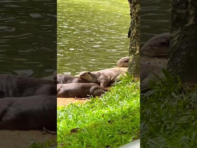Otters spotted at Robertson Quay #D9INE
