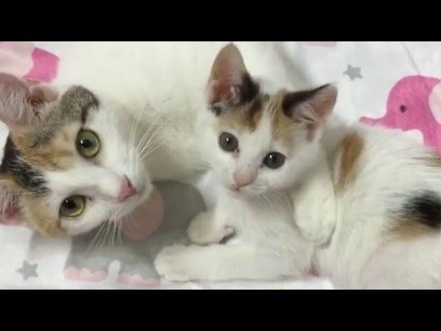 A mother cat who doesn't raise her kittens. The mother cat held her kittens and didn't feed them.