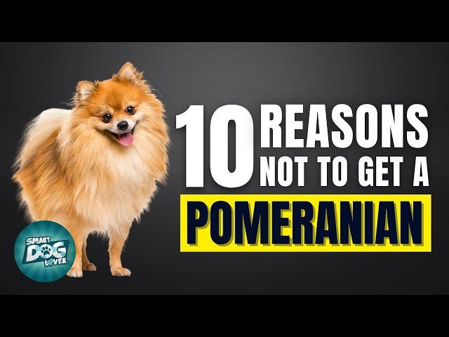 10 Reasons Why You SHOULD NOT Get a Pomeranian