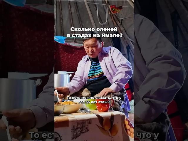 Сколько оленей у оленеводов Ямала?