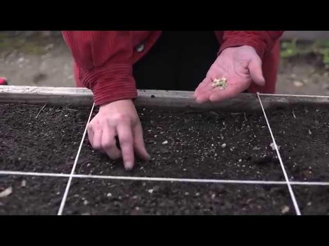 The Garden Minute: How to Plant a Seed