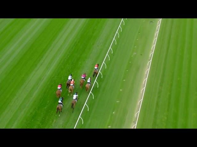 G2 BREEDERS PLATE FROM ABOVE | KING KIRK WINS