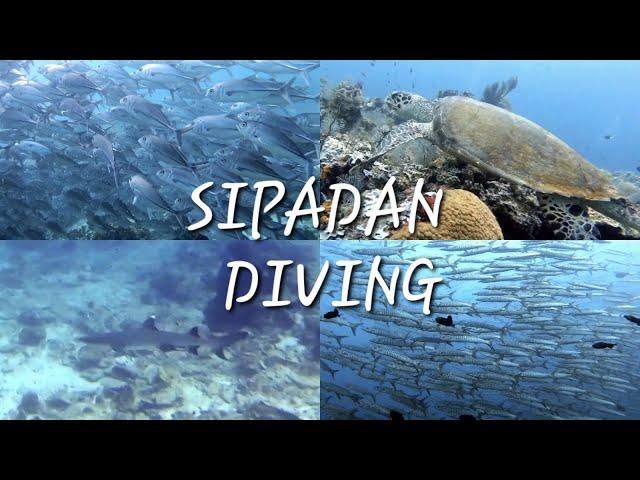 Sipadan Diving | East Malaysia | Oct 2022| Barracuda Point | South Point | Bohey Dulang | Mataking|