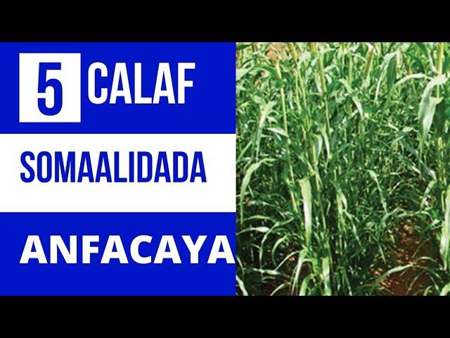 5ta Calafka Xoolaha Ugu fiican  La abuurto 2022 . 5 Best animal fodder crops to grow 2022