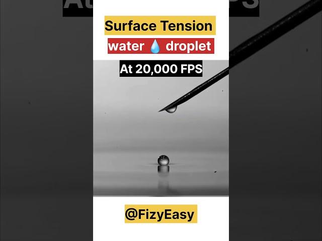 amazing nature #scienceexperiment #shortsviral #fizyeasy #surfacetension