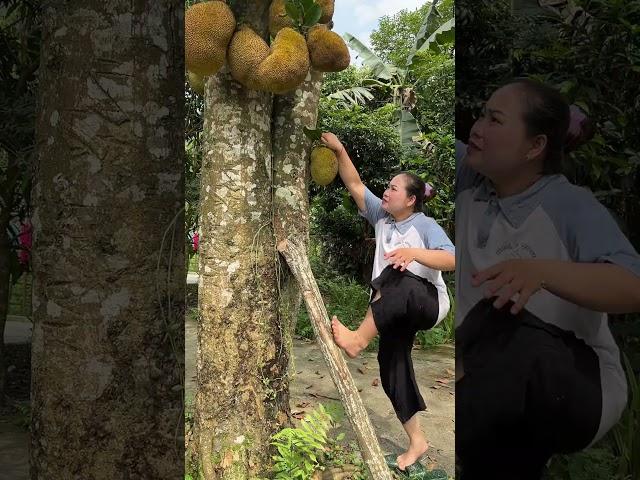 #Daily life #ly thị xuân #Girl picking jackfruit