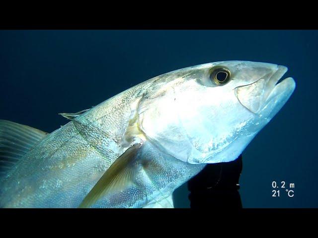 spearfishing  amberjack 10kg /   אינטיאס בצלילה חופשית