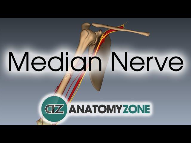 Median Nerve | 3D Anatomy Tutorial