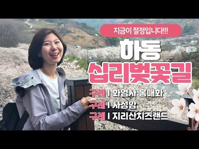 [하동 십리벚꽃길, 구례여행] 야경이 황홀한 하동 십리벚꽃길 | 수직절벽위의 암자 사성암 | 천연기념물 화엄사 홍매화 | 구만제 수선화