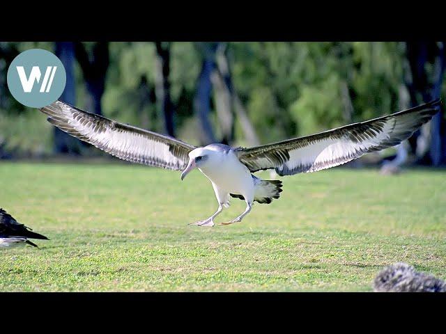 Landung frei für die Albatrosse | Tiere vor der Kamera (1992) | Folge 28/54