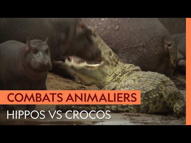 Crocodiles et hippopotames : deux titans et un ennemi commun