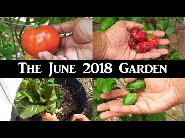 June Garden Tour - Harvests, Things To Do, Gardening Tips & A Lot More!