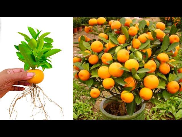 Great To Grow Orange tree Growing with Aloe Vera & children egg