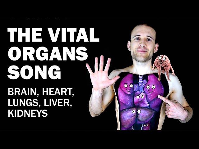 THE ORGANS SONG (Brain, Heart, Lungs, Liver, Kidneys)