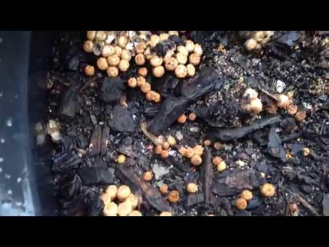 What is this Garden Fungus ? Answer  "Bird's Nest Fungus".