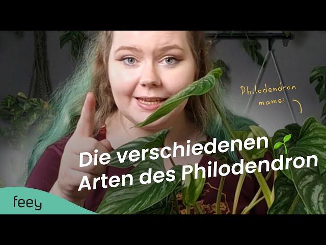 Das sind die 9 schönsten Philodendron Arten  | feey Zimmerpflanzen 