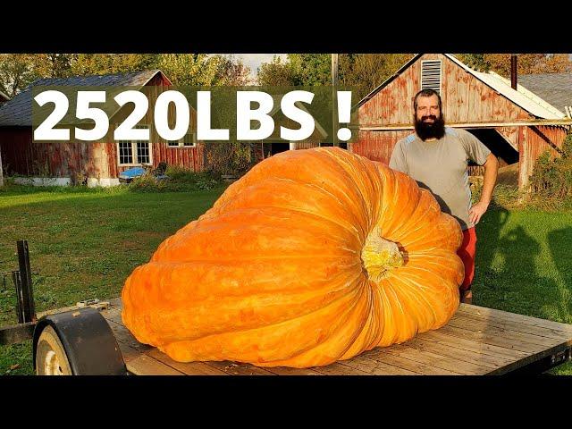 Picking a Giant! Biggest in USA!