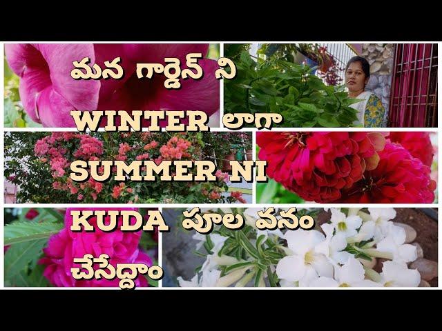 Best summer flowering plants#flowering plants for summer||Royal garden kumari