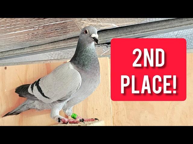 SO CLOSE TO WINNING! 410km Pigeon Race Arrivals