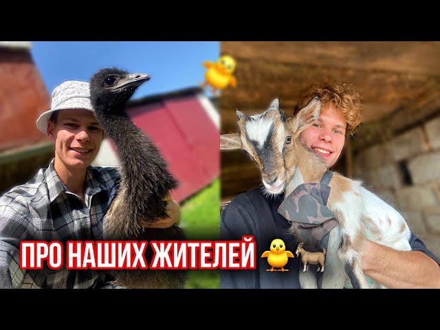 Зачем нам в Деревне СТРАУСЫ и КОЗЫ Декоративные !? Молодой фермер в 21 ‍