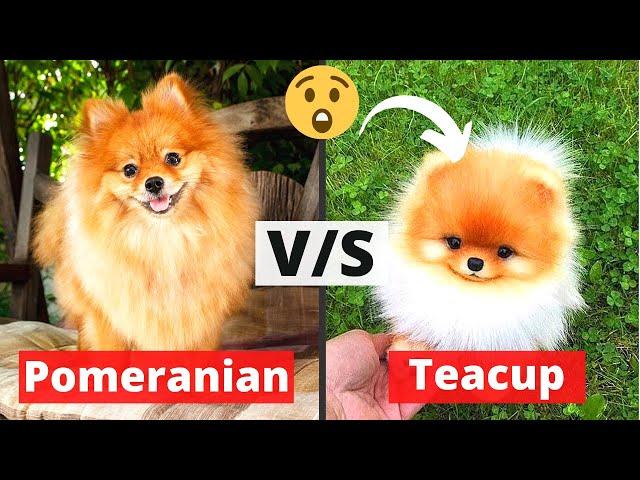 Pomeranian v/s Teacup Pomeranian Puppy: Which one should you Get?