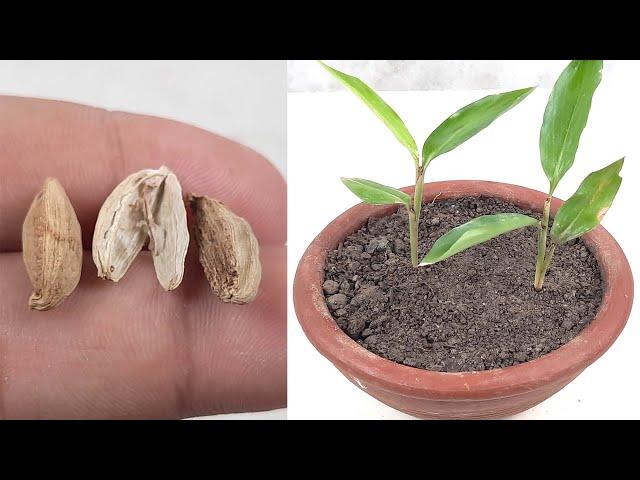 How to grow Cardamom plant from seed | How to grow Cardamom from seeds