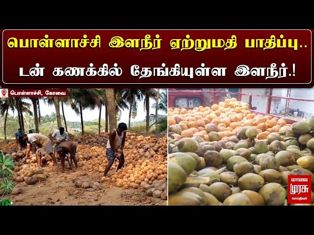 பொள்ளாச்சி இளநீர் ஏற்றுமதி பாதிப்பு | டன் கணக்கில் தேங்கியுள்ள இளநீர் | Pollachi Farmers