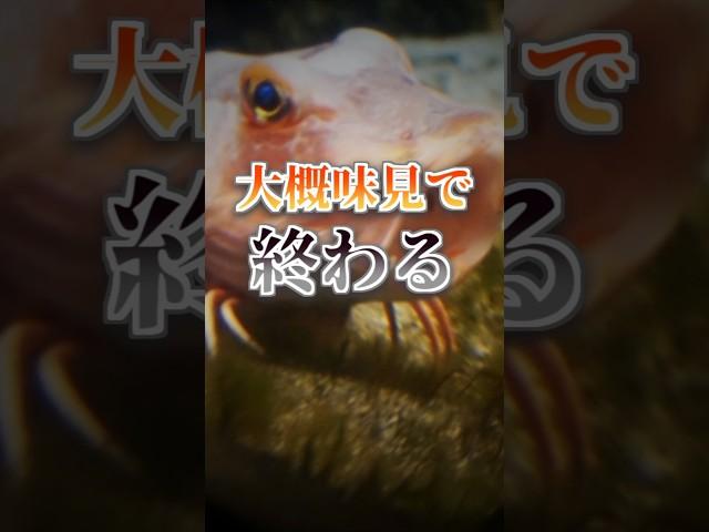 【雑学】ひれ伏すホウボウ、試食を極める