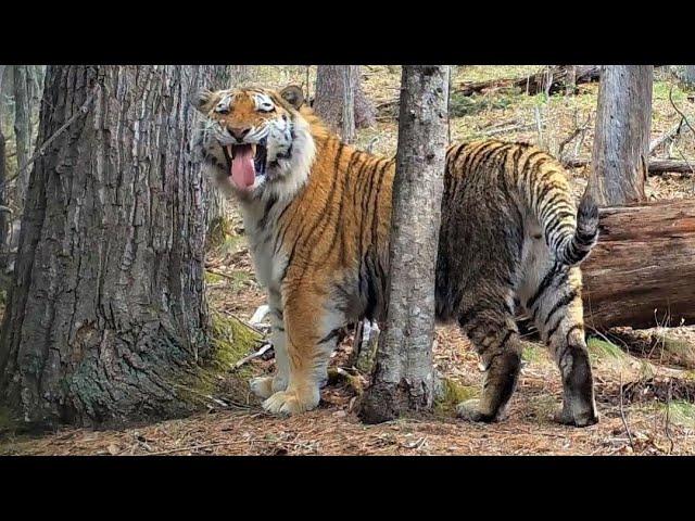 The most gorgeous wild animals of Russia! Amur leopards & Amur tigers in Ussuri taiga!