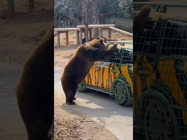 Chinese Zoo 