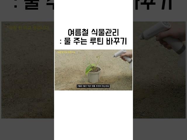 식물 물주기 계절마다 루틴 맞추는 법