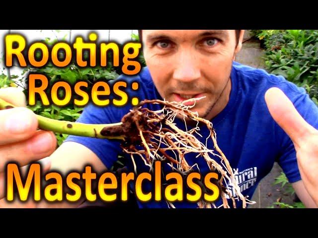 Multiply Your Plants for Free | Rooting Cuttings of Roses: A Plant Propagation Masterclass