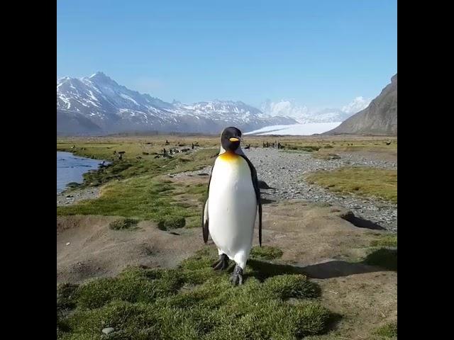 Penguin walking towards me on South Georgia Island