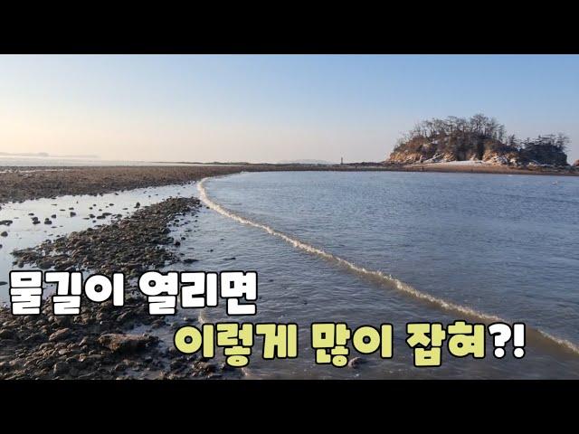 바다에 물길이 열리면 대박이 넘치는 '이곳' ft.몽산포항