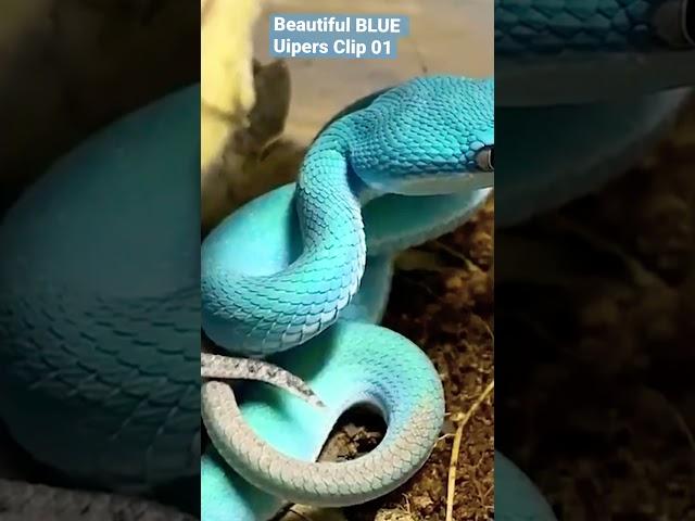 #fyp BEAUTIFUL BLUE VIPERS #nature #rare#snake#vipers #foryourpage #realpenguin #realpenguinofficial